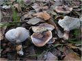 Hygrophorus dichrous